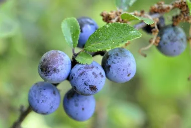 Blackthorn (Sloe, Prunus spinosa L.) - Dried fruits