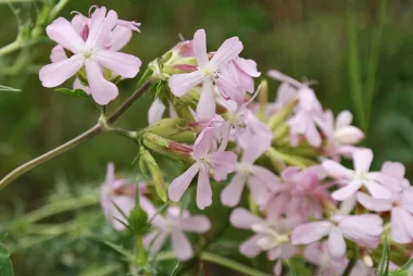 Лечебно сапуниче (Soapwort, Saponaria officinalis L.)