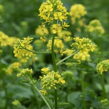 Yellow Mustard, Sinapis alba L.)
