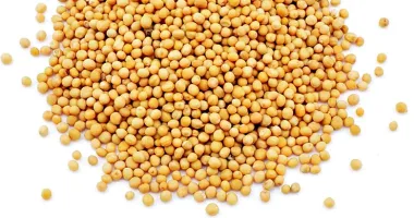 Yellow Mustard, Sinapis alba L.)