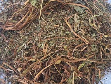 Глухарче (Dandelion, Taraxacum officinale L.)