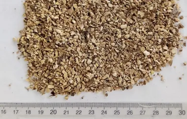 Глухарче (Dandelion, Taraxacum officinale L.)