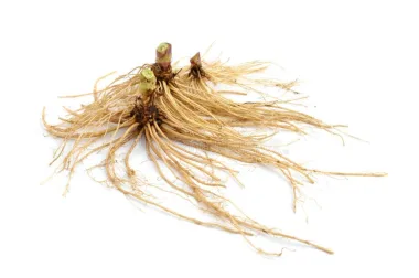Дилянка (Valerian, Valeriana officinalis L.)