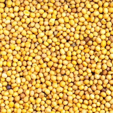 Бял синап (White Mustard / Yellow Mustard, Sinapis alba L.)