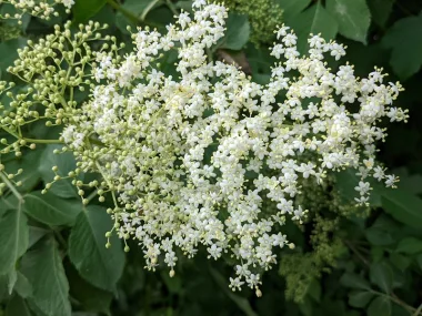 Черен бъз (Elderberry, Sambucus nigra L.)