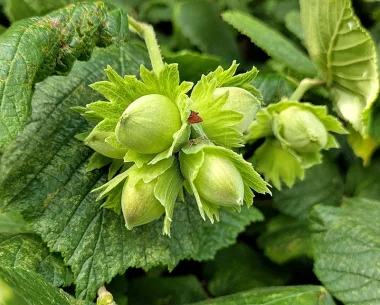 Common Hazel (Corylus avellana L.) - Dried Leaves and Bark