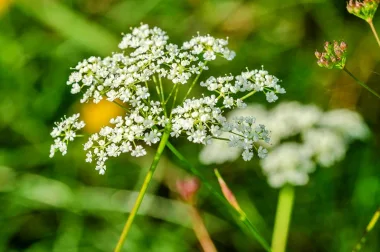 Бедреница (Burnet Saxifrage, Pimpinella saxifraga L.)