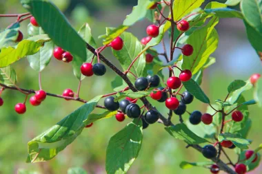 Зърнастец (Alder Buckthorn, Frangula alnus Mill.) - сушена кора