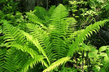 Мъжка папрат (Male Fern, Dryopteris filix-mas (L.) Schott) - сушено коренище