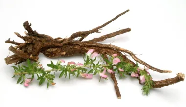 Spiny Restharrow (Ononis spinosa L.) - Dried roots