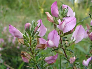 Spiny Restharrow (Ononis spinosa L.) - Dried roots