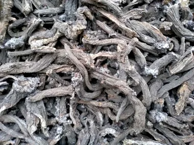 Burdock (Arctium lappa L.) - Dried roots
