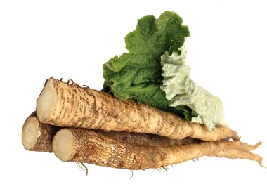Burdock (Arctium lappa L.) - Dried roots