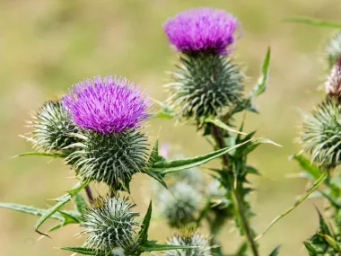 Burdock (Arctium lappa L.) - Dried roots