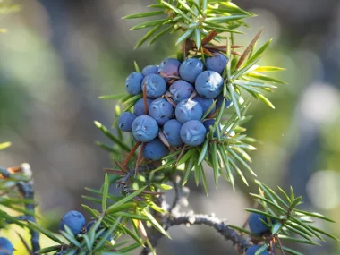 Обикновена хвойна (Common Juniper, Juniperus communis L.) - сушен плод