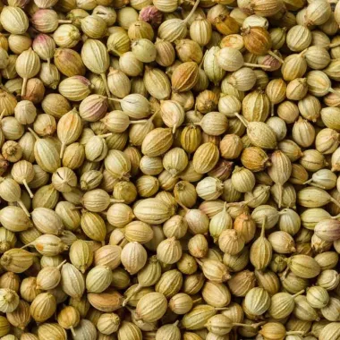 Кориандър (Coriander, Coriandrum sativum L.)