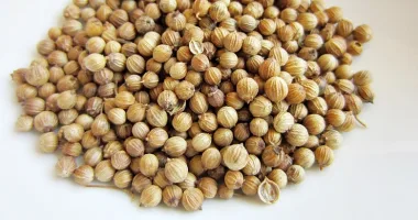 Кориандър (Coriander, Coriandrum sativum L.)
