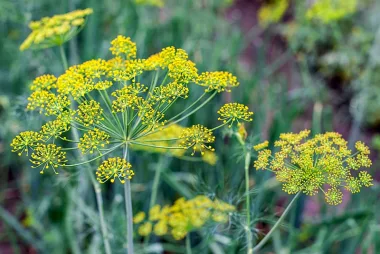 Fennel (Foeniculum vulgare Mill.)
