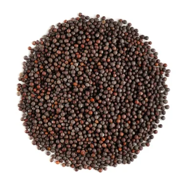 Черен синап (Black Mustard, Brassica nigra (L.) W.D.J.Koch)