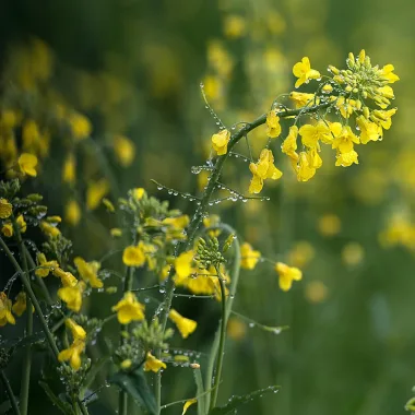 Черен синап (Black Mustard, Brassica nigra (L.) W.D.J.Koch) - семена