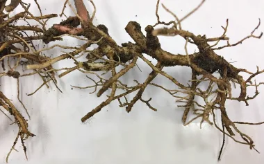 Обикновен здравец (Bigroot Geranium, Geranium macrorrhizum L.)