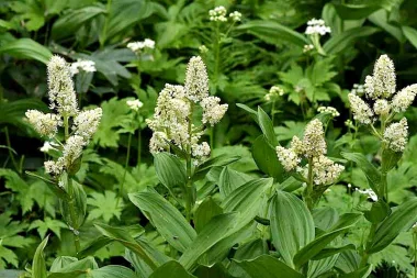 Бяла чемерика (White Hellebore, Veratrum album L.) - сушени корени и коренища