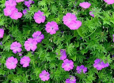 Кръвен здравец (Bloody Cranesbill, Geranium sanguineum L.)