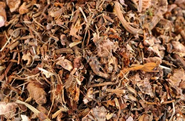 Омайниче (Wood Avens, Geum urbanum L.)