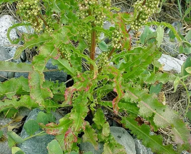 Къдрав лапад (Curly Dock, Rumex crispus L.) - сушен корен