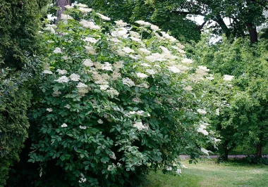 Черен бъз (Elderberry, Sambucus nigra L.)