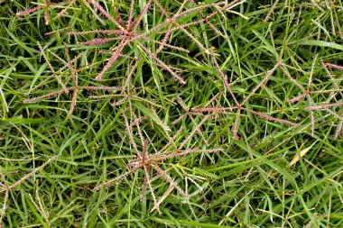 Bermuda Grass (Cynodon dactylon (L.) Pers.)