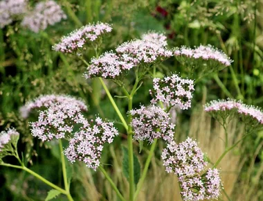 Дилянка (Valerian, Valeriana officinalis L.)