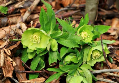 Кукуряк (Fragrant Hellebore, Helleborus odorus Waldst. & Kit. ex Willd.) - сушен корен и коренище