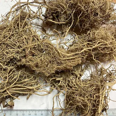 Valerian (Valeriana officinalis L.)