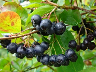 Арония (Black Chokeberry, Aronia melanocarpa (Michx.) Elliott)