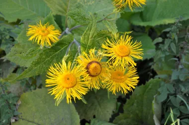 Elecampane (Inula helenium L.)