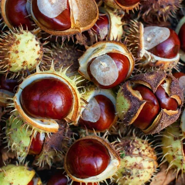 Конски кестен (Horse Chestnut, Aesculus hippocastanum L.)