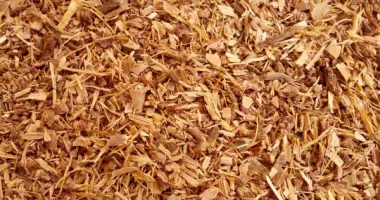 Common Hazel (Corylus avellana L.) - Dried Leaves and Bark