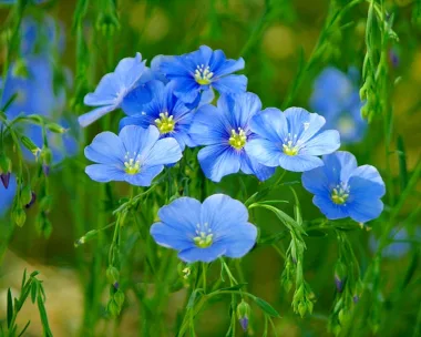 Linseed (Linum usitatissimum L.) - Wholesale Seeds
