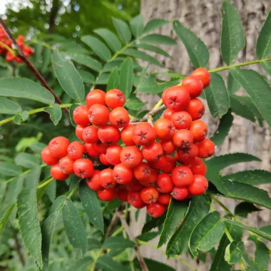 Rowanberry / Mountain Ash Fruit (Sorbus aucuparia L.)
