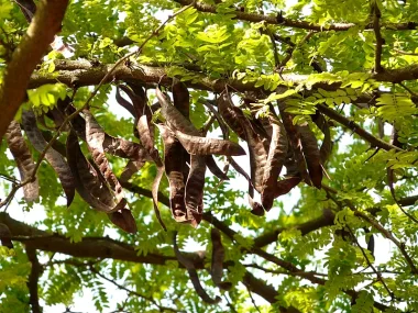 Carob (Ceratonia siliqua L.)