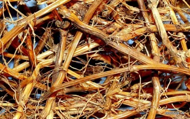 Bermuda Grass (Cynodon dactylon (L.) Pers.)