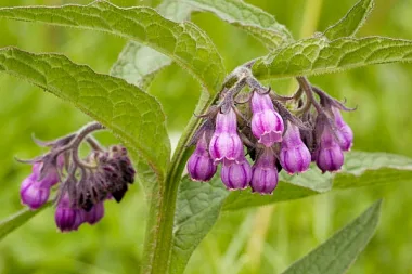 Черен оман (Comfrey, Symphytum officinale L.)