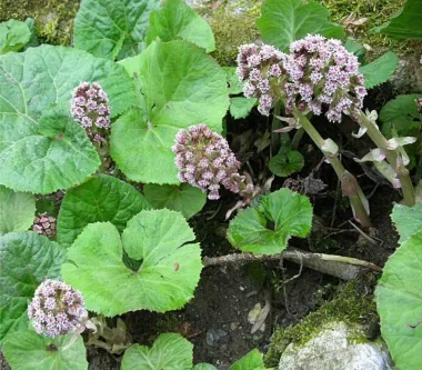 Чобанка (Butterbur, Petasites hybridus (L.) G.Gaertn., B.Mey. & Scherb.)