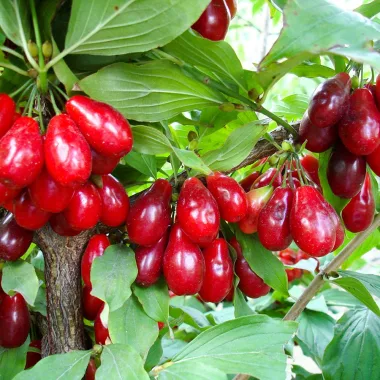 Дрян (Cornelian Cherry, Cornus mas L.)