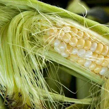 Corn Silk (Zea mays L.)