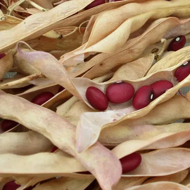 Бобови шушулки (Green Bean Pods, Phaseolus vulgaris L.)