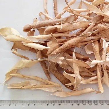 Бобови шушулки (Green Bean Pods, Phaseolus vulgaris L.)