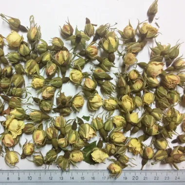 Alba Rose Buds (Rosa × alba L.)