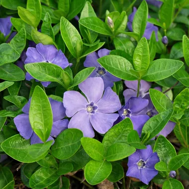 Малък зимзелен (Lesser Periwinkle, Vinca minor L.)